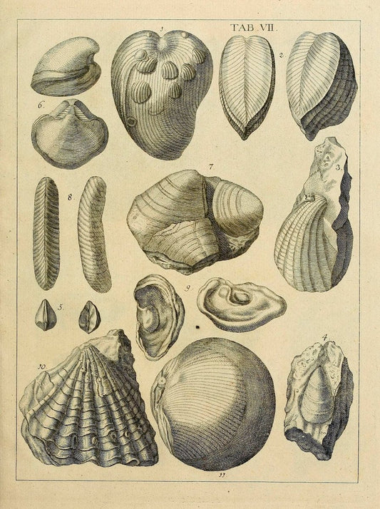 Des vaters Josephs Torrubia  vorbereitung zur naturgeschichte von Spanien :.Halle :bey J.J. Gebauers wittwe und J.J. Gebauer,1773.. |  | Vintage Print Reproduction 467599
