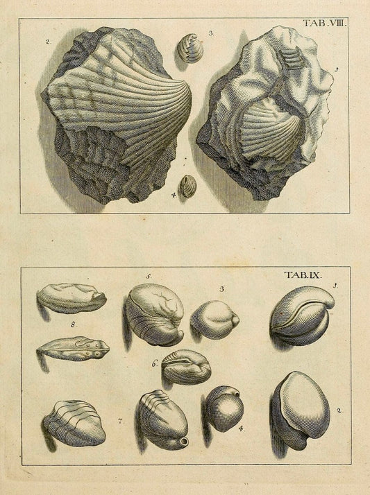 Des vaters Josephs Torrubia  vorbereitung zur naturgeschichte von Spanien :.Halle :bey J.J. Gebauers wittwe und J.J. Gebauer,1773.. |  | Vintage Print Reproduction 467600