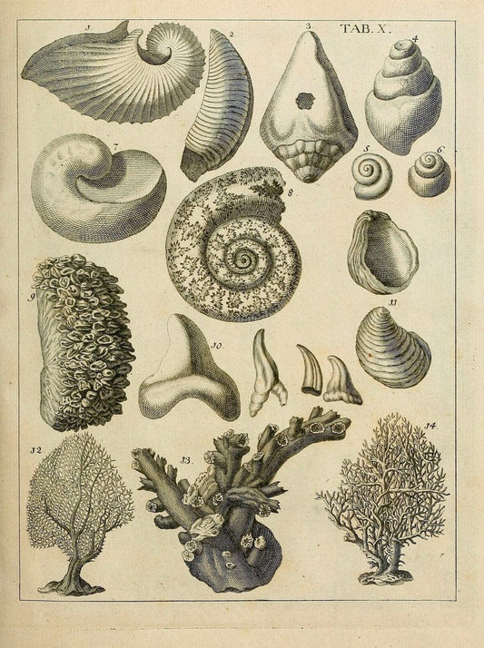 Des vaters Josephs Torrubia  vorbereitung zur naturgeschichte von Spanien :.Halle :bey J.J. Gebauers wittwe und J.J. Gebauer,1773.. |  | Vintage Print Reproduction 467601