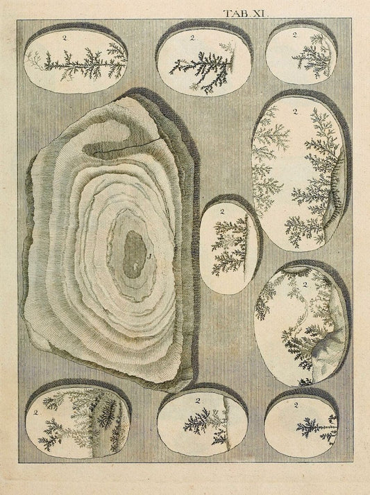 Des vaters Josephs Torrubia  vorbereitung zur naturgeschichte von Spanien :.Halle :bey J.J. Gebauers wittwe und J.J. Gebauer,1773.. |  | Vintage Print Reproduction 467602