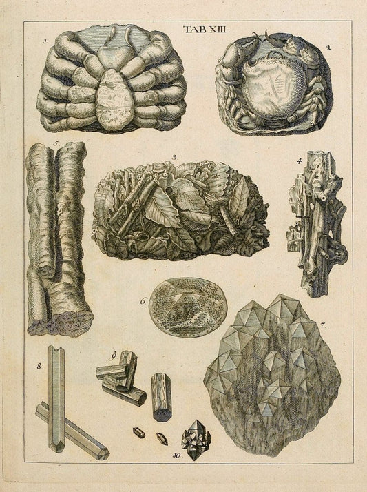 Des vaters Josephs Torrubia  vorbereitung zur naturgeschichte von Spanien :.Halle :bey J.J. Gebauers wittwe und J.J. Gebauer,1773.. |  | Vintage Print Reproduction 467604