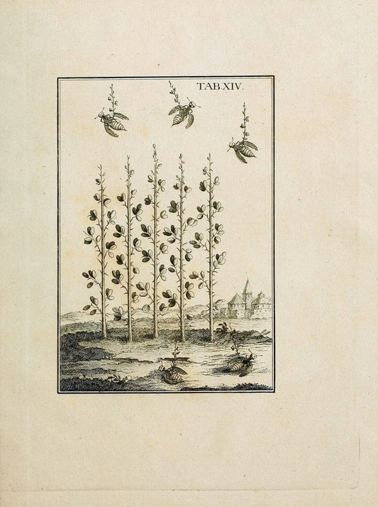 Des vaters Josephs Torrubia  vorbereitung zur naturgeschichte von Spanien :.Halle :bey J.J. Gebauers wittwe und J.J. Gebauer,1773.. |  | Vintage Print Reproduction 467605
