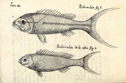 Descripcion de diferentes piezas de historia natural las mas del ramo maritimo :.En La H | "Caribbean Area" Cuba "Marine animals" "Natural history" | Vintage Print Reproduction 467606