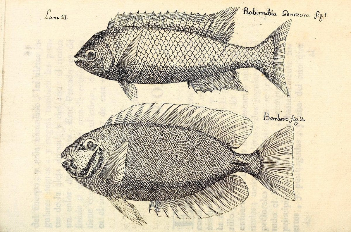 Descripcion de diferentes piezas de historia natural las mas del ramo maritimo :.En La H | "Caribbean Area" Cuba "Marine animals" "Natural history" | Vintage Print Reproduction 467607