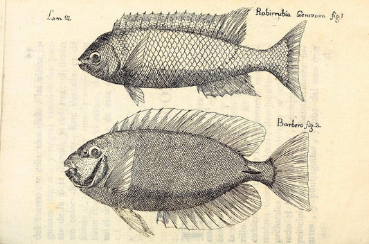 Descripcion de diferentes piezas de historia natural las mas del ramo maritimo :.En La H | "Caribbean Area" Cuba "Marine animals" "Natural history" | Vintage Print Reproduction 467607