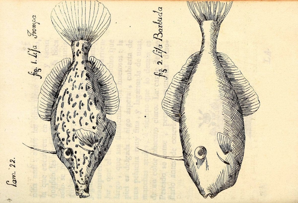 Descripcion de diferentes piezas de historia natural las mas del ramo maritimo :.En La H | "Caribbean Area" Cuba "Marine animals" "Natural history" | Vintage Print Reproduction 467608