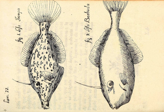 Descripcion de diferentes piezas de historia natural las mas del ramo maritimo :.En La H | "Caribbean Area" Cuba "Marine animals" "Natural history" | Vintage Print Reproduction 467608