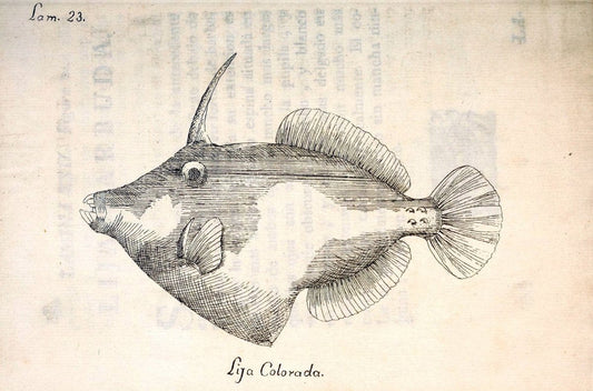 Descripcion de diferentes piezas de historia natural las mas del ramo maritimo :.En La H | "Caribbean Area" Cuba "Marine animals" "Natural history" | Vintage Print Reproduction 467609