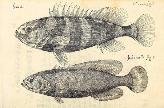 Descripcion de diferentes piezas de historia natural las mas del ramo maritimo :.En La H | "Caribbean Area" Cuba "Marine animals" "Natural history" | Vintage Print Reproduction 467610