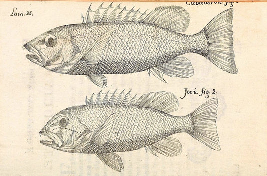 Descripcion de diferentes piezas de historia natural las mas del ramo maritimo :.En La H | "Caribbean Area" Cuba "Marine animals" "Natural history" | Vintage Print Reproduction 467611