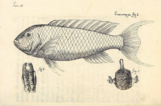 Descripcion de diferentes piezas de historia natural las mas del ramo maritimo :.En La H | "Caribbean Area" Cuba "Marine animals" "Natural history" | Vintage Print Reproduction 467612