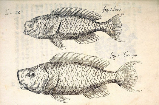 Descripcion de diferentes piezas de historia natural las mas del ramo maritimo :.En La H | "Caribbean Area" Cuba "Marine animals" "Natural history" | Vintage Print Reproduction 467613