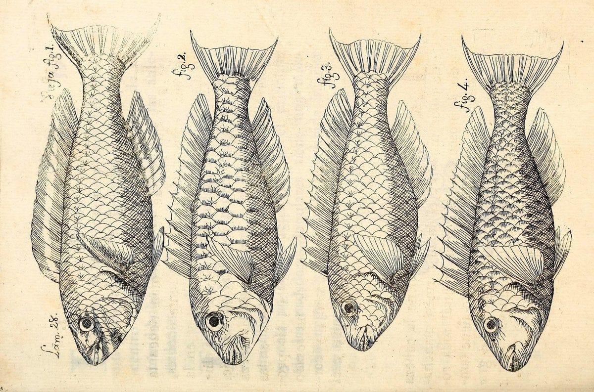 Descripcion de diferentes piezas de historia natural las mas del ramo maritimo :.En La H | "Caribbean Area" Cuba "Marine animals" "Natural history" | Vintage Print Reproduction 467614