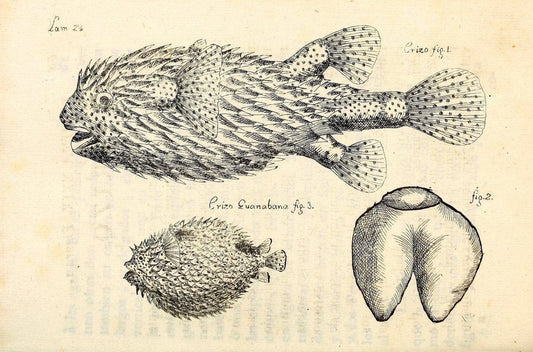 Descripcion de diferentes piezas de historia natural las mas del ramo maritimo :.En La H | "Caribbean Area" Cuba "Marine animals" "Natural history" | Vintage Print Reproduction 467615