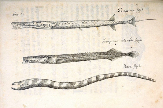 Descripcion de diferentes piezas de historia natural las mas del ramo maritimo :.En La H | "Caribbean Area" Cuba "Marine animals" "Natural history" | Vintage Print Reproduction 467616