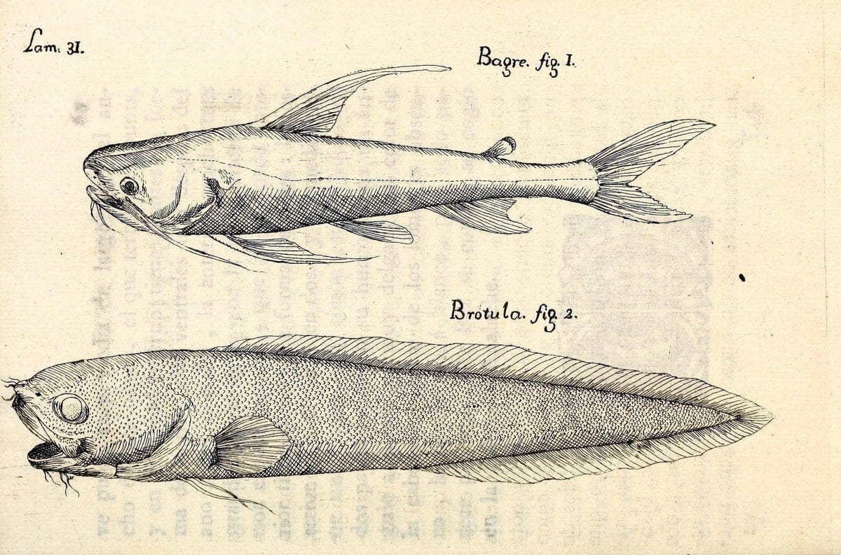 Descripcion de diferentes piezas de historia natural las mas del ramo maritimo :.En La H | "Caribbean Area" Cuba "Marine animals" "Natural history" | Vintage Print Reproduction 467617
