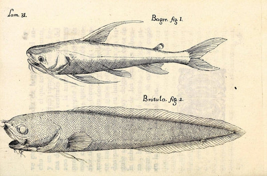 Descripcion de diferentes piezas de historia natural las mas del ramo maritimo :.En La H | "Caribbean Area" Cuba "Marine animals" "Natural history" | Vintage Print Reproduction 467617