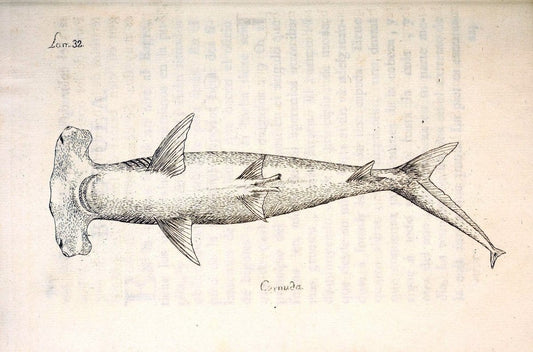 Descripcion de diferentes piezas de historia natural las mas del ramo maritimo :.En La H | "Caribbean Area" Cuba "Marine animals" "Natural history" | Vintage Print Reproduction 467618