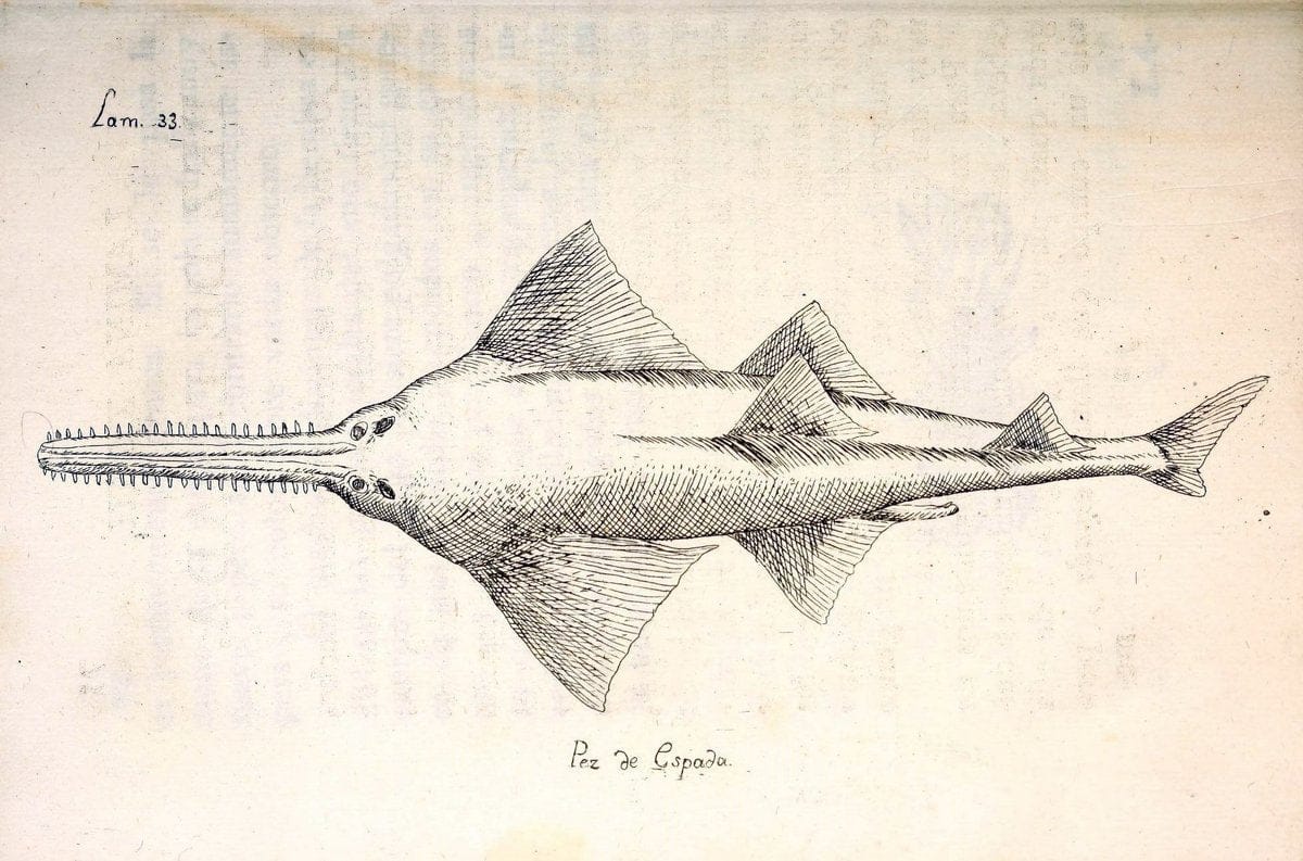 Descripcion de diferentes piezas de historia natural las mas del ramo maritimo :.En La H | "Caribbean Area" Cuba "Marine animals" "Natural history" | Vintage Print Reproduction 467619
