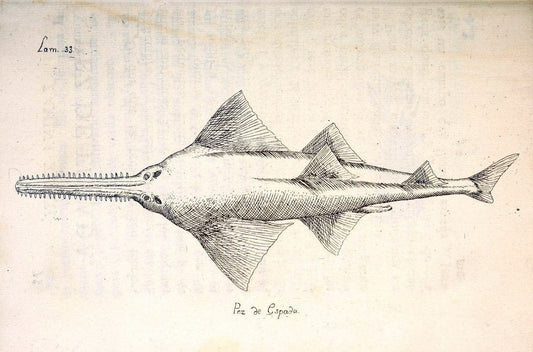 Descripcion de diferentes piezas de historia natural las mas del ramo maritimo :.En La H | "Caribbean Area" Cuba "Marine animals" "Natural history" | Vintage Print Reproduction 467619