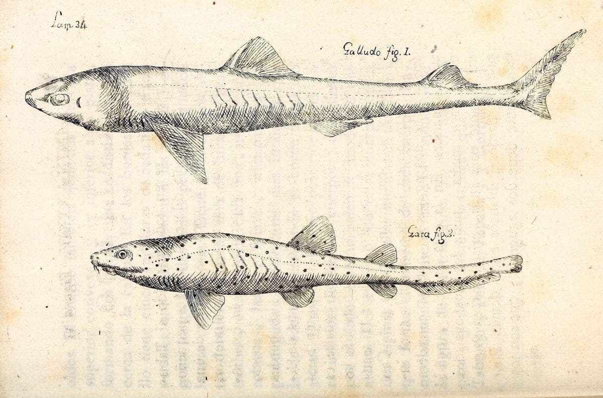 Descripcion de diferentes piezas de historia natural las mas del ramo maritimo :.En La H | "Caribbean Area" Cuba "Marine animals" "Natural history" | Vintage Print Reproduction 467620