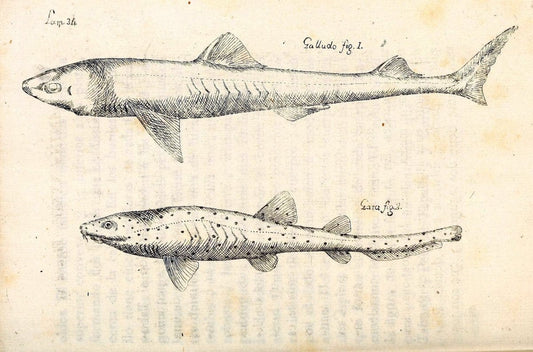 Descripcion de diferentes piezas de historia natural las mas del ramo maritimo :.En La H | "Caribbean Area" Cuba "Marine animals" "Natural history" | Vintage Print Reproduction 467620