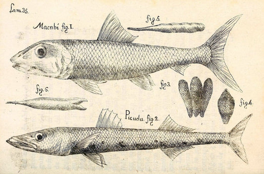 Descripcion de diferentes piezas de historia natural las mas del ramo maritimo :.En La H | "Caribbean Area" Cuba "Marine animals" "Natural history" | Vintage Print Reproduction 467621