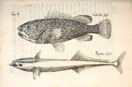Descripcion de diferentes piezas de historia natural las mas del ramo maritimo :.En La H | "Caribbean Area" Cuba "Marine animals" "Natural history" | Vintage Print Reproduction 467622