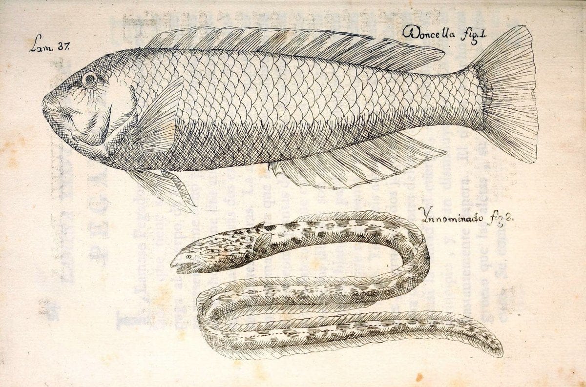 Descripcion de diferentes piezas de historia natural las mas del ramo maritimo :.En La H | "Caribbean Area" Cuba "Marine animals" "Natural history" | Vintage Print Reproduction 467623