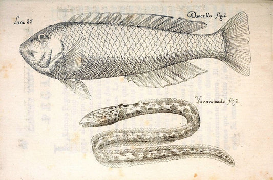 Descripcion de diferentes piezas de historia natural las mas del ramo maritimo :.En La H | "Caribbean Area" Cuba "Marine animals" "Natural history" | Vintage Print Reproduction 467623