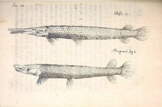 Descripcion de diferentes piezas de historia natural las mas del ramo maritimo :.En La H | "Caribbean Area" Cuba "Marine animals" "Natural history" | Vintage Print Reproduction 467626