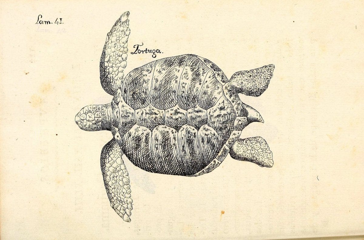 Descripcion de diferentes piezas de historia natural las mas del ramo maritimo :.En La H | "Caribbean Area" Cuba "Marine animals" "Natural history" | Vintage Print Reproduction 467627
