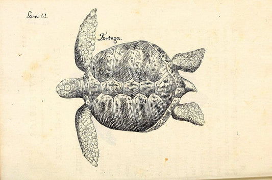 Descripcion de diferentes piezas de historia natural las mas del ramo maritimo :.En La H | "Caribbean Area" Cuba "Marine animals" "Natural history" | Vintage Print Reproduction 467627