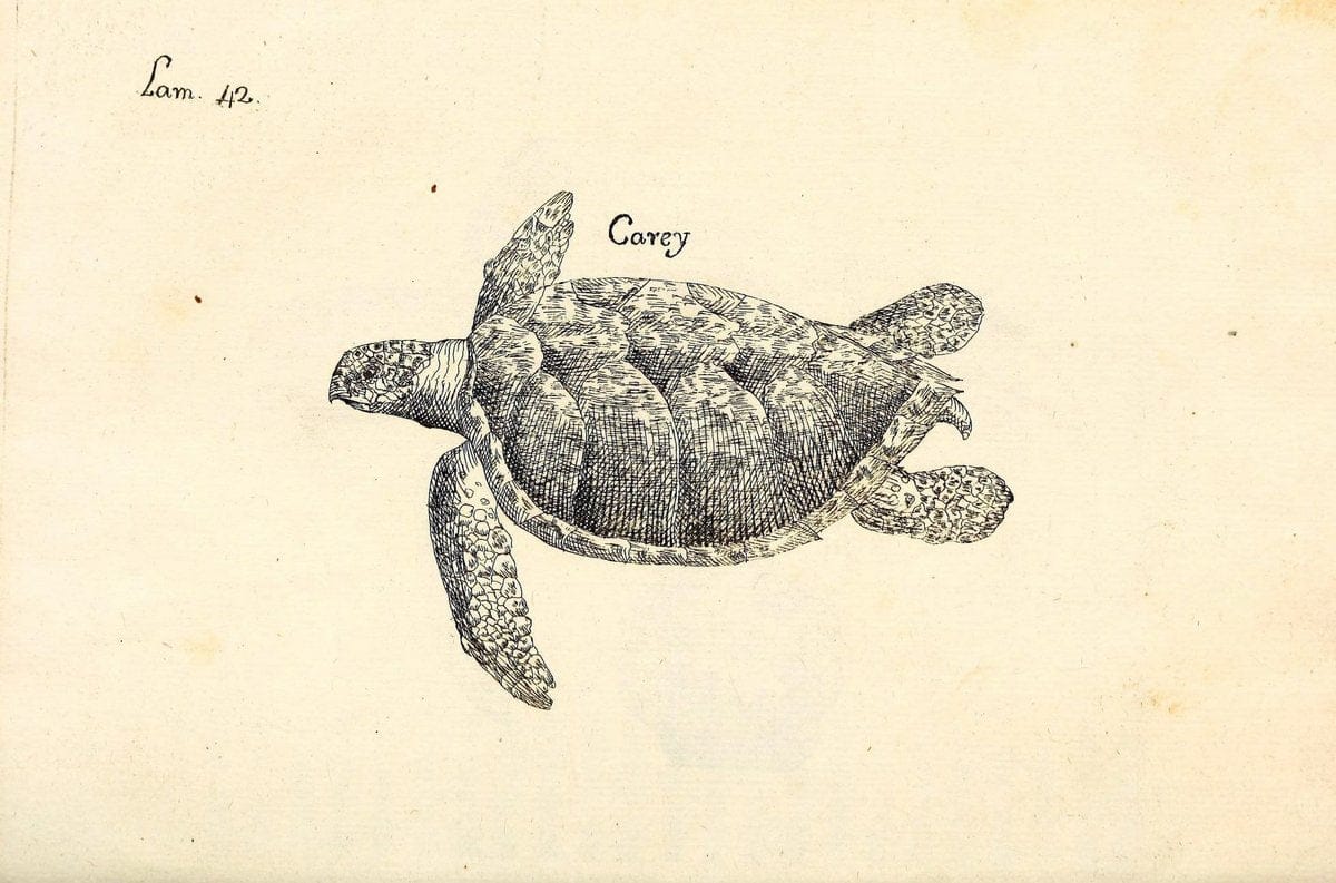 Descripcion de diferentes piezas de historia natural las mas del ramo maritimo :.En La H | "Caribbean Area" Cuba "Marine animals" "Natural history" | Vintage Print Reproduction 467628