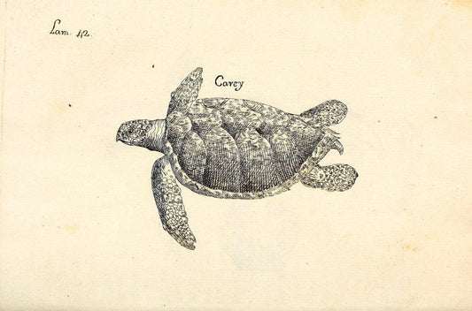Descripcion de diferentes piezas de historia natural las mas del ramo maritimo :.En La H | "Caribbean Area" Cuba "Marine animals" "Natural history" | Vintage Print Reproduction 467628