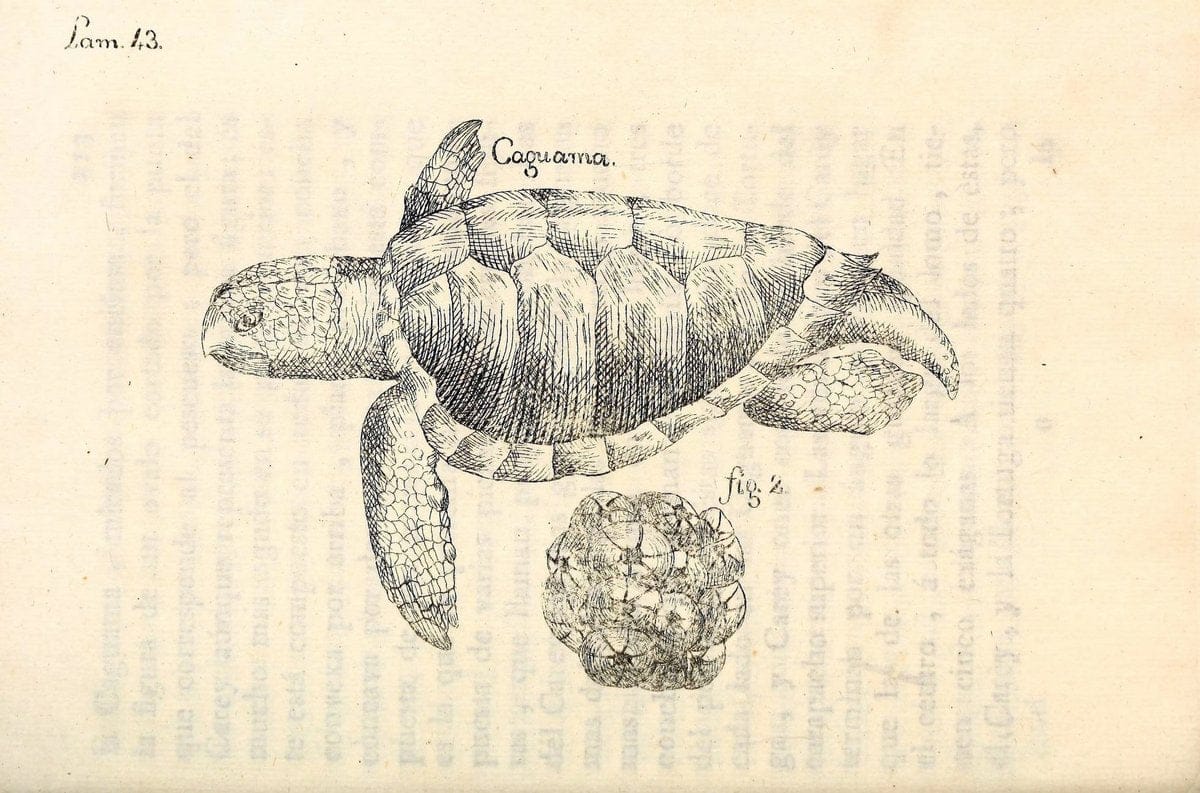 Descripcion de diferentes piezas de historia natural las mas del ramo maritimo :.En La H | "Caribbean Area" Cuba "Marine animals" "Natural history" | Vintage Print Reproduction 467629
