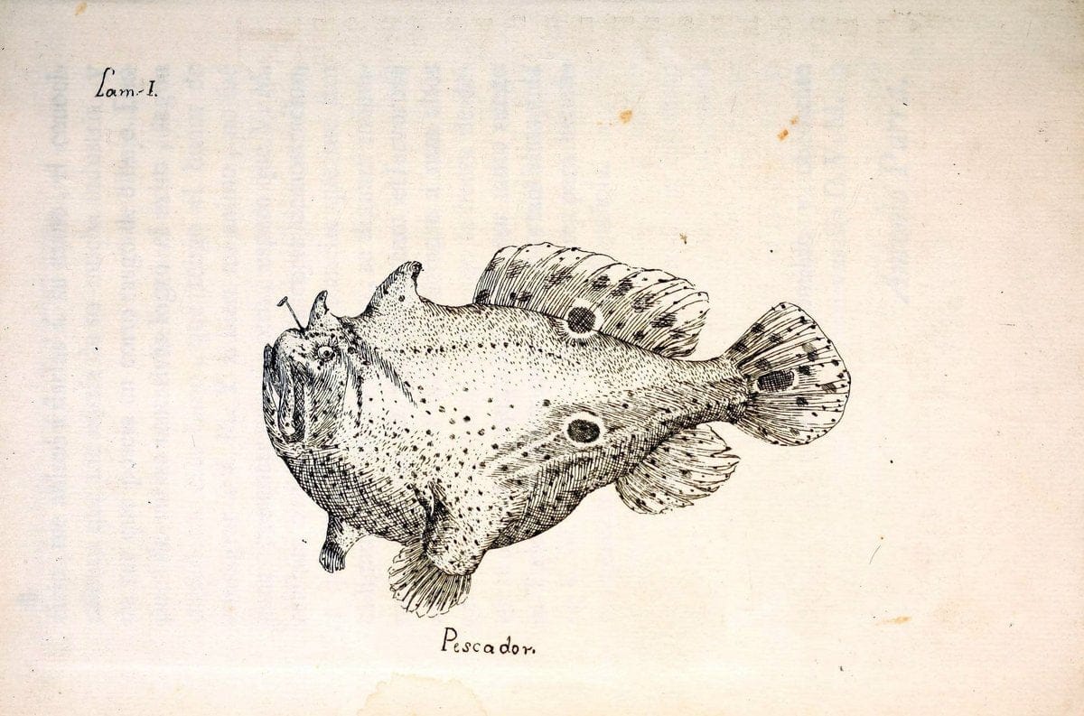 Descripcion de diferentes piezas de historia natural las mas del ramo maritimo :.En La H | "Caribbean Area" Cuba "Marine animals" "Natural history" | Vintage Print Reproduction 467630