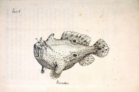 Descripcion de diferentes piezas de historia natural las mas del ramo maritimo :.En La H | "Caribbean Area" Cuba "Marine animals" "Natural history" | Vintage Print Reproduction 467630