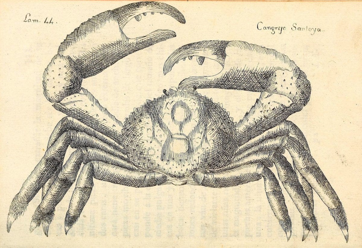 Descripcion de diferentes piezas de historia natural las mas del ramo maritimo :.En La H | "Caribbean Area" Cuba "Marine animals" "Natural history" | Vintage Print Reproduction 467631