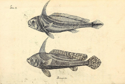 Descripcion de diferentes piezas de historia natural las mas del ramo maritimo :.En La H | "Caribbean Area" Cuba "Marine animals" "Natural history" | Vintage Print Reproduction 467632
