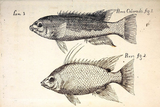 Descripcion de diferentes piezas de historia natural las mas del ramo maritimo :.En La H | "Caribbean Area" Cuba "Marine animals" "Natural history" | Vintage Print Reproduction 467633