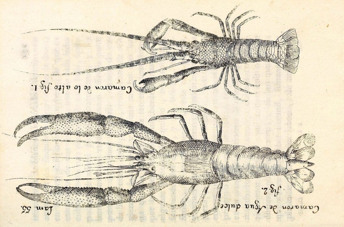 Descripcion de diferentes piezas de historia natural las mas del ramo maritimo :.En La H | "Caribbean Area" Cuba "Marine animals" "Natural history" | Vintage Print Reproduction 467634