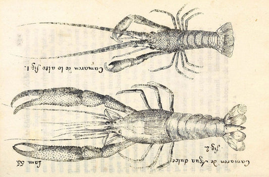 Descripcion de diferentes piezas de historia natural las mas del ramo maritimo :.En La H | "Caribbean Area" Cuba "Marine animals" "Natural history" | Vintage Print Reproduction 467634