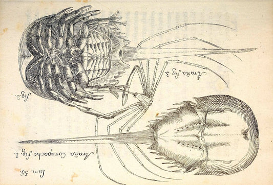 Descripcion de diferentes piezas de historia natural las mas del ramo maritimo :.En La H | "Caribbean Area" Cuba "Marine animals" "Natural history" | Vintage Print Reproduction 467635