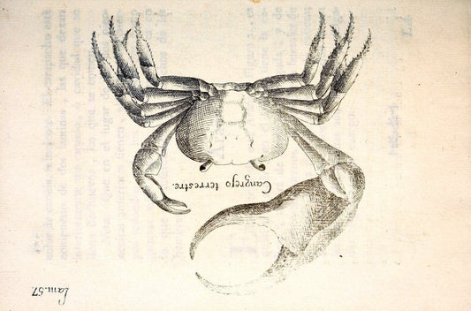 Descripcion de diferentes piezas de historia natural las mas del ramo maritimo :.En La H | "Caribbean Area" Cuba "Marine animals" "Natural history" | Vintage Print Reproduction 467636