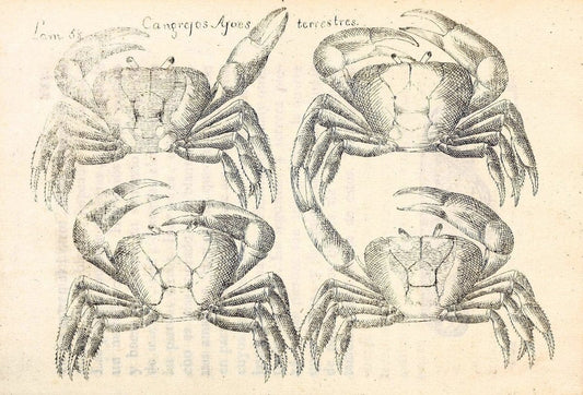 Descripcion de diferentes piezas de historia natural las mas del ramo maritimo :.En La H | "Caribbean Area" Cuba "Marine animals" "Natural history" | Vintage Print Reproduction 467637