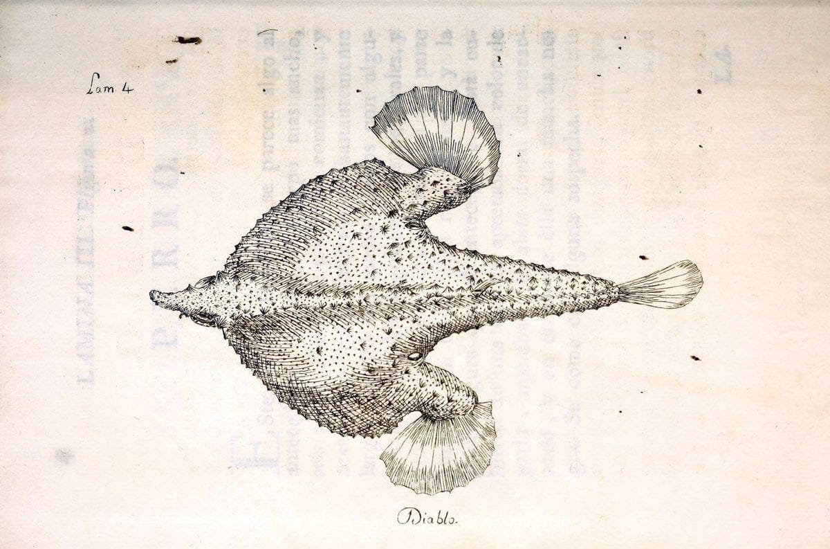 Descripcion de diferentes piezas de historia natural las mas del ramo maritimo :.En La H | "Caribbean Area" Cuba "Marine animals" "Natural history" | Vintage Print Reproduction 467638