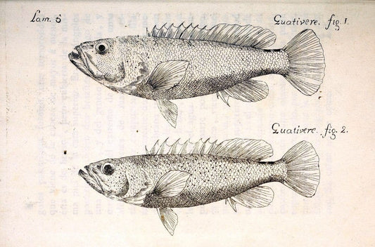 Descripcion de diferentes piezas de historia natural las mas del ramo maritimo :.En La H | "Caribbean Area" Cuba "Marine animals" "Natural history" | Vintage Print Reproduction 467639