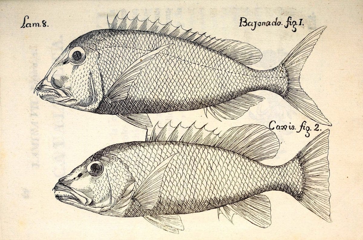 Descripcion de diferentes piezas de historia natural las mas del ramo maritimo :.En La H | "Caribbean Area" Cuba "Marine animals" "Natural history" | Vintage Print Reproduction 467640