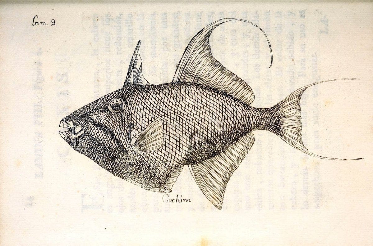 Descripcion de diferentes piezas de historia natural las mas del ramo maritimo :.En La H | "Caribbean Area" Cuba "Marine animals" "Natural history" | Vintage Print Reproduction 467641